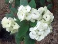 Big White Crown of Thorns / Euphorbia milii 